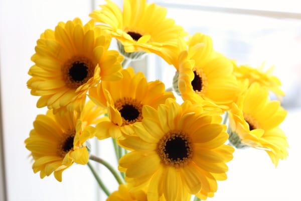 pretty yellow daisies