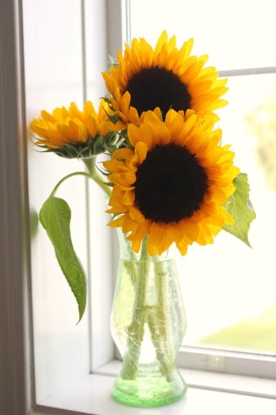 such pretty sunflowers
