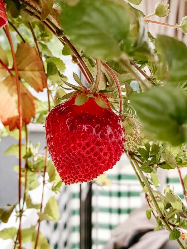 first strawberry of season